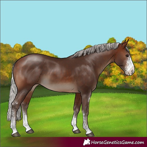 Horse Color:Silver Brown Sabino