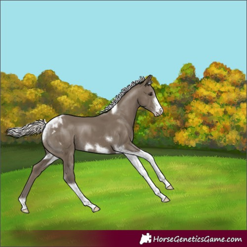 Horse Color:Silver Smoky Black Tobiano Frame Appaloosa