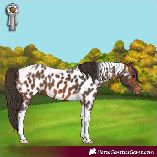 Horse Color:Bay Tobiano Appaloosa