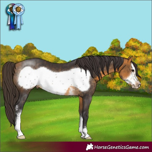 Horse Color:Buckskin Sabino Frame