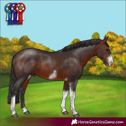 Horse Color:Brown Tobiano Frame