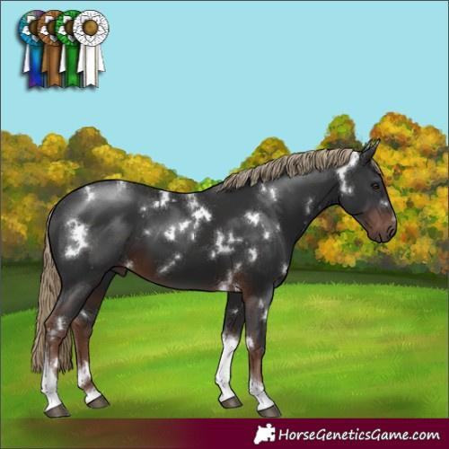 Horse Color:White Spotted Liver Chestnut Tobiano