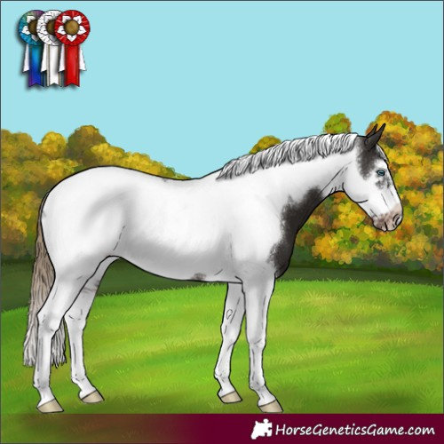 Horse Color:Liver Chestnut Tobiano Frame