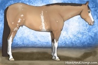 Horse Color:White Spotted Amber Champagne 