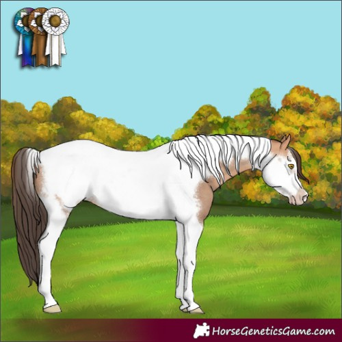 Horse Color:Amber Champagne Tobiano Frame