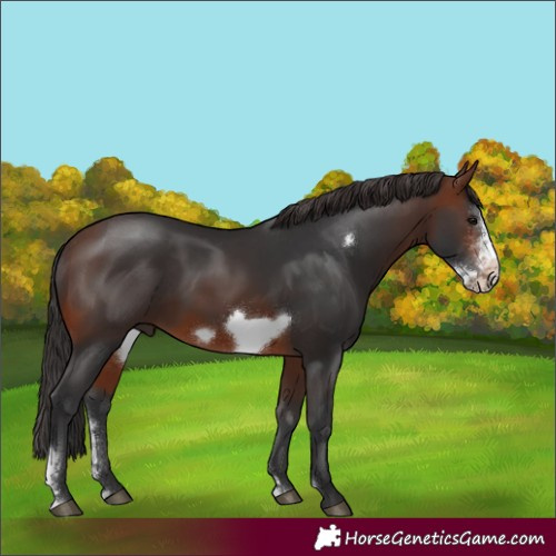 Horse Color:Brown Sabino Frame