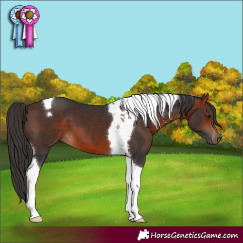 Horse Color:Bay Tobiano