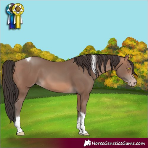 Horse Color:Sable Champagne Tobiano 