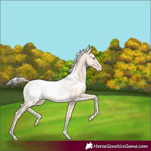 Horse Color:Silver Perlino Tobiano Appaloosa Rabicano