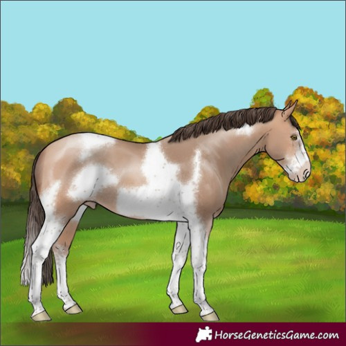 Horse Color:Amber Champagne Sabino Tobiano Frame