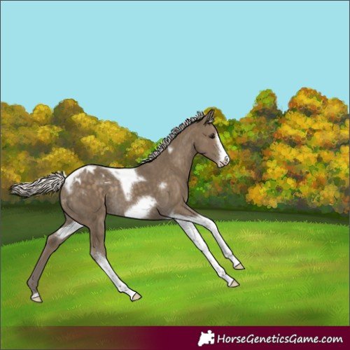 Horse Color:Silver Smoky Black Tobiano Frame Appaloosa Rabicano 