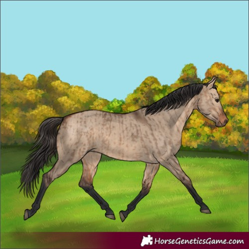 Horse Color:Bay Dun  and Bay Dun 