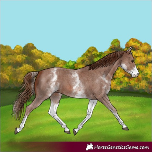 Horse Color:White Spotted Chestnut Sabino 