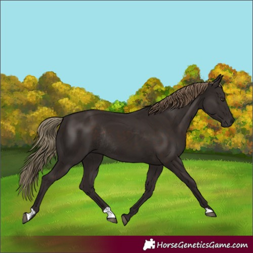 Horse Color:Liver Chestnut Rabicano 