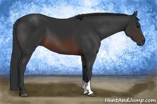 Horse Color:Brown 