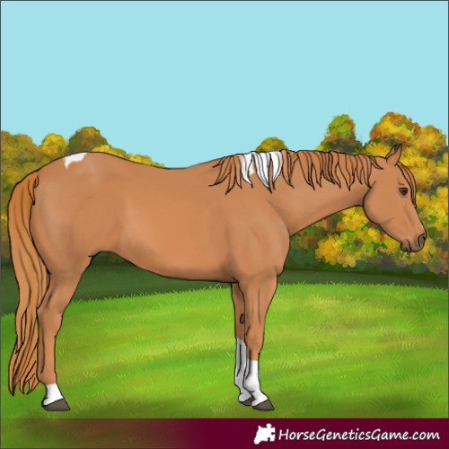 Horse Color:Chestnut Tobiano