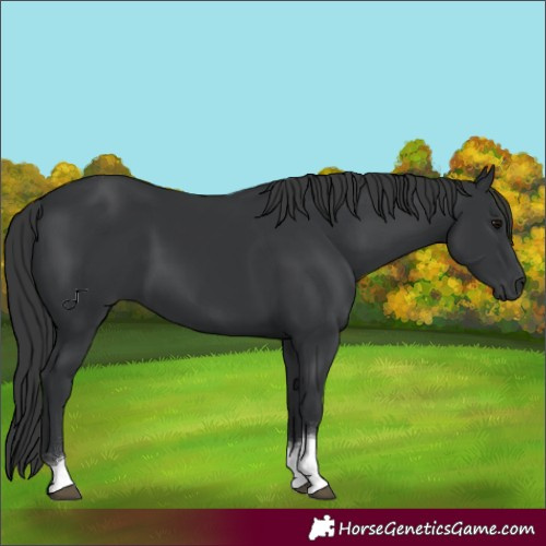 Horse Color:Black Tobiano