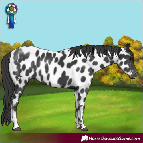 Horse Color:Black Tobiano Appaloosa 