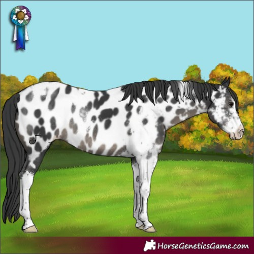 Horse Color:Black Sabino Tobiano Appaloosa Rabicano