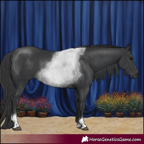 Horse Color:Black Tobiano
