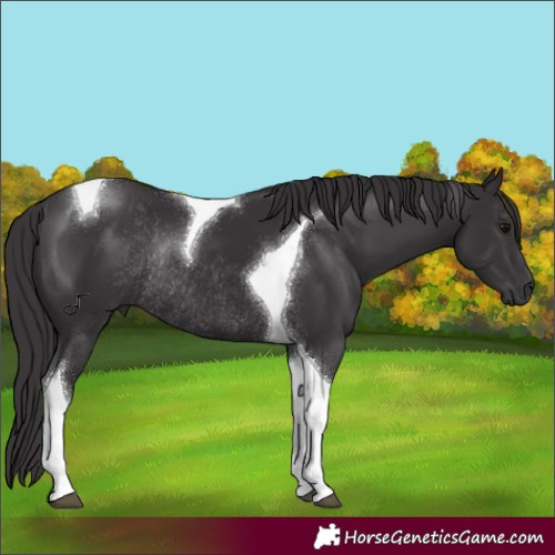 Horse Color:Smoky Black Tobiano Rabicano