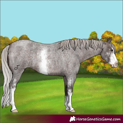 Horse Color:Silver Brown Roan Sabino 