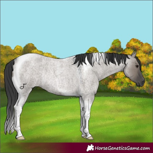 Horse Color:Grullo Roan Tobiano Rabicano