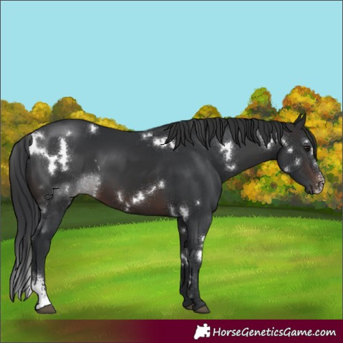 Horse Color:White Spotted Brown Sabino 