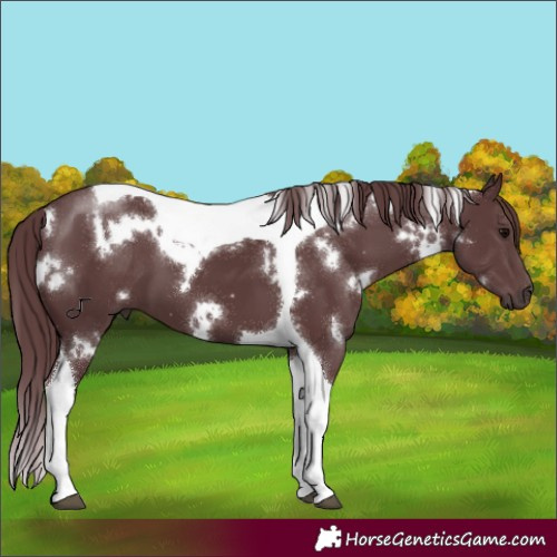 Horse Color:White Spotted Chocolate Black Tobiano