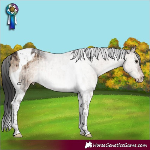 Horse Color:Brown Dun Tobiano Appaloosa Brindle