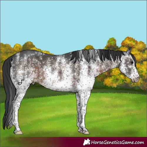 Horse Color:White Spotted Brown