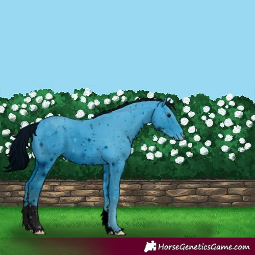 Horse Color:ERROR: UNKNOWN ANOMALY