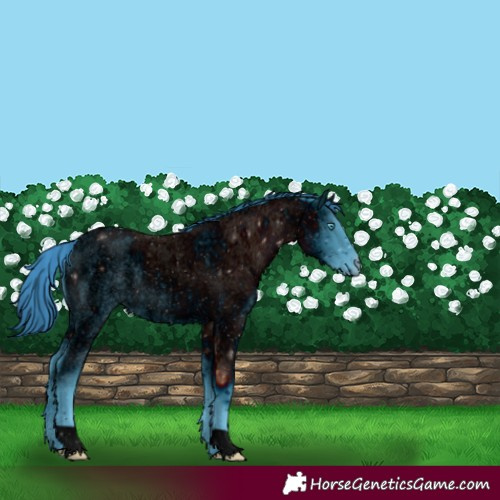 Horse Color:ERROR: UNKNOWN ANOMALY