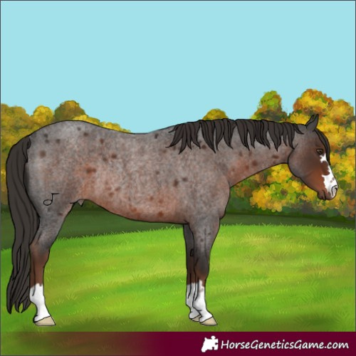 Horse Color:Liver Red Roan Rabicano 