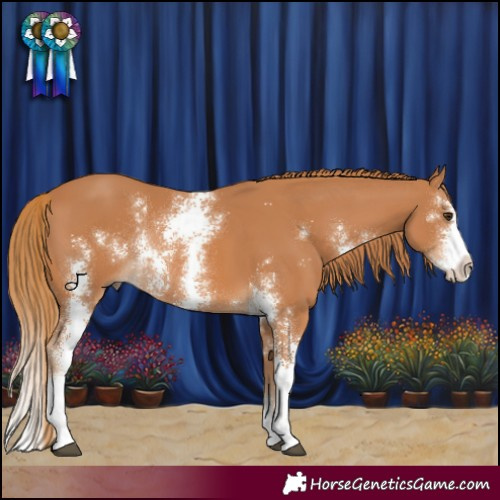 Horse Color:Chestnut Sabino Rabicano 