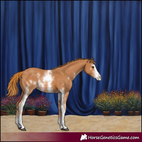 Horse Color:Chestnut Sabino Rabicano