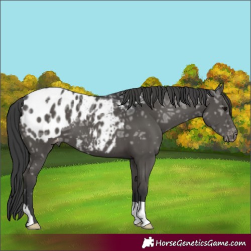 Horse Color:Black Ice Blanket 
