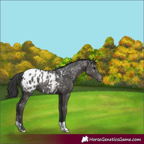 Horse Color:Black Ice Appaloosa