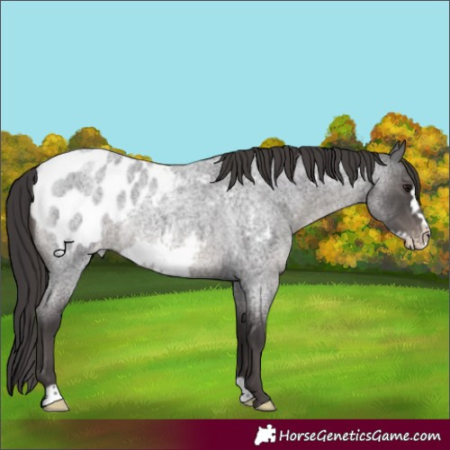 Horse Color:Smoky Blue Roan Frame Blanket Rabicano