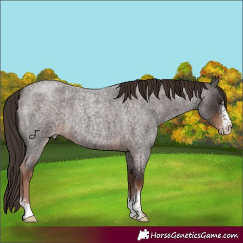 Horse Color:Liver Red Roan Sabino 
