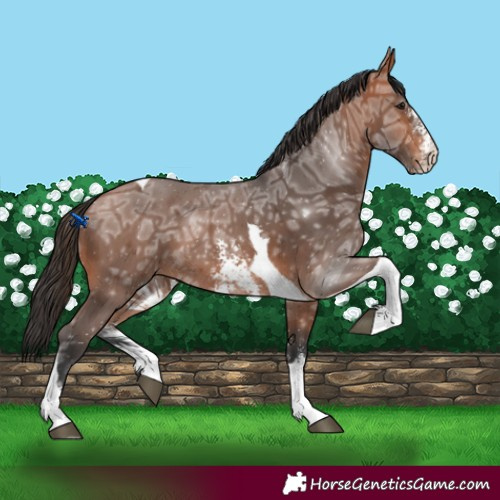 Horse Color:Bay Ice Sabino Tobiano 