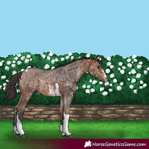 Horse Color:Bay Ice Sabino Tobiano 