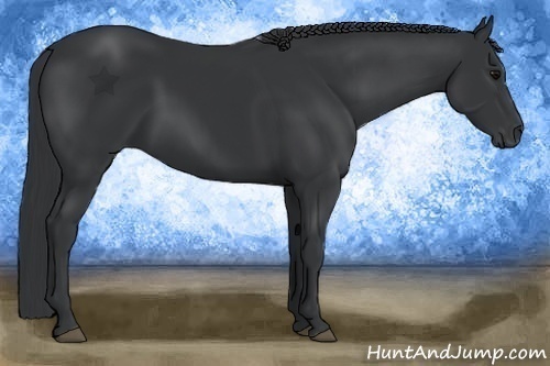 Horse Color:Black 