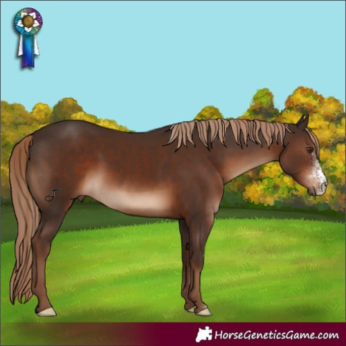 Horse Color:Liver Chestnut Sabino