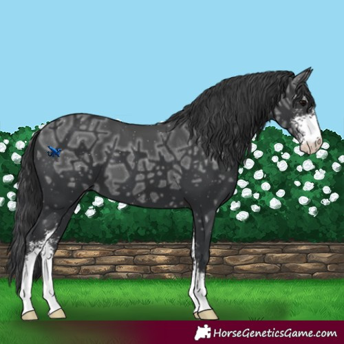Horse Color:Black Ice Sabino