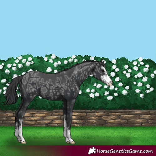 Horse Color:Black Ice Sabino