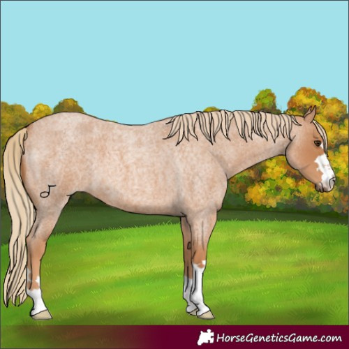 Horse Color:Red Roan