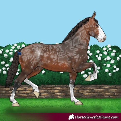 Horse Color:Bay Ice Sabino