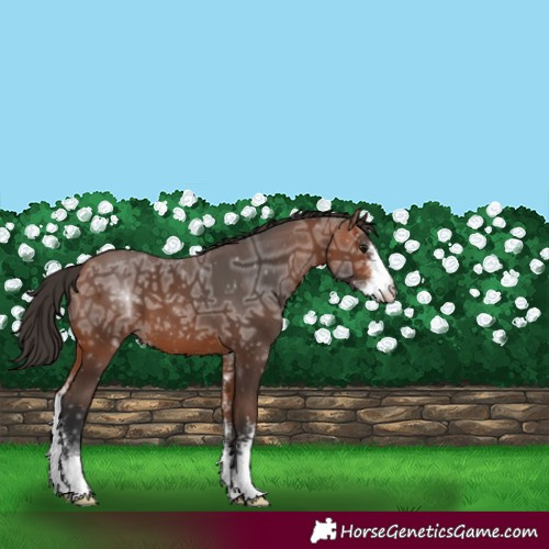 Horse Color:Bay Ice Sabino