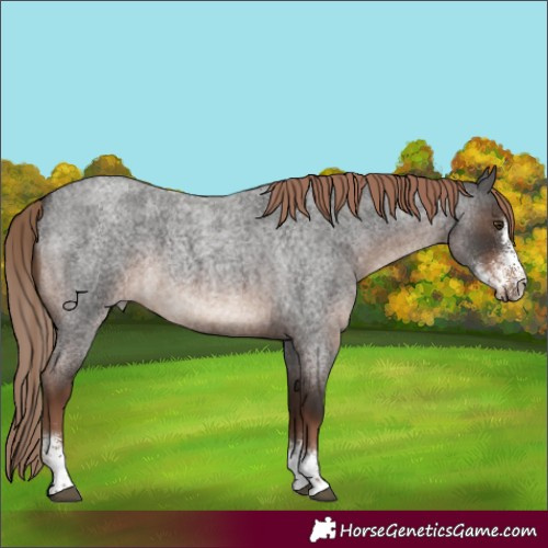 Horse Color:Liver Red Roan Sabino